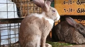 أسعار الأرانب والبط البلدي بأسواق الإسكندرية السبت 25 أكتوبر 2025 وتأثيرها على مستهلكي اللحوم الطازجة